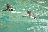 leipzig zoo-01_07_2011_zoo_allgemein_395